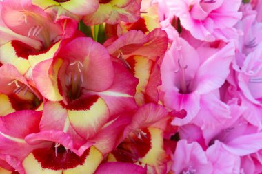 Bahçede pembe ve beyaz gladiolus