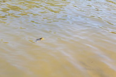 Küçük bir kurbağa suda yüzüyor.
