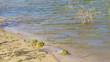 Göletin sularındaki kurbağa