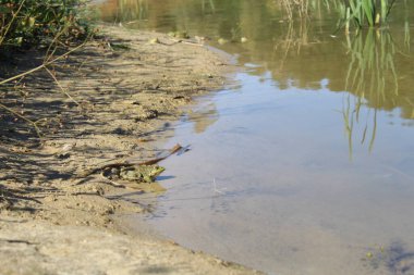 Göletin sularındaki kurbağa