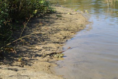 Göletin sularındaki kurbağa