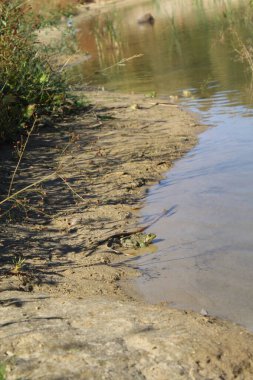 Göletin sularındaki kurbağa