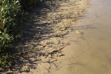 Göletin sularındaki kurbağa