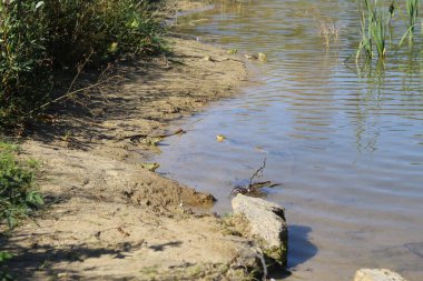 Göletin sularındaki kurbağa