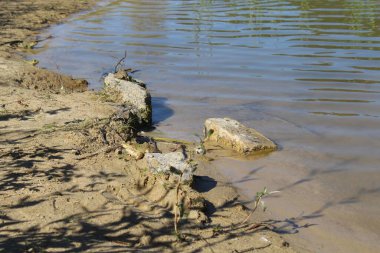 Göletin sularındaki kurbağa