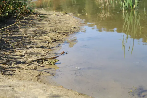 Göletin sularındaki kurbağa