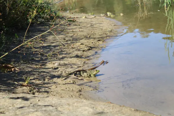 Göletin sularındaki kurbağa