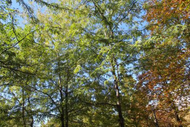 Güzel sonbahar ağaçları, doğa ve yapraklar