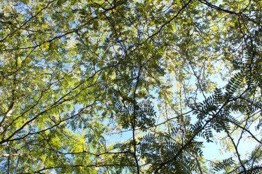 Ormanda yeşil yapraklar