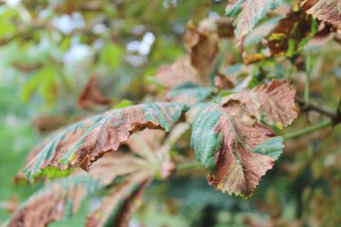 Sonbahar kestanesi yaprakları ağaçta