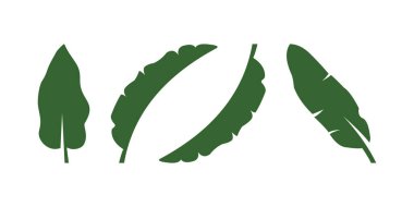 vektör muz yaprağı dizaynları koleksiyonu, muz yaprağı vektörü