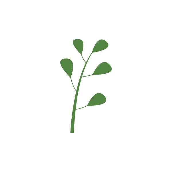 Grünes Natürliches Moringa Blatt Logo Symbol Auf Weißem Hintergrund — Stockvektor