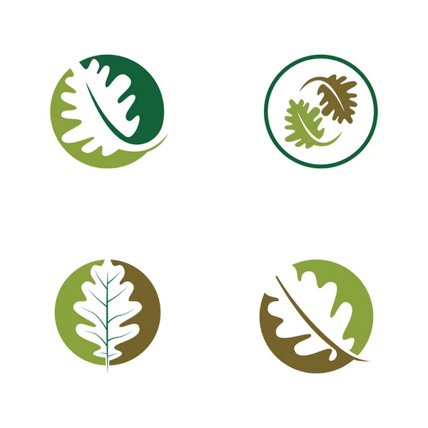 Vecteur Feuille Chêne Logo Design — Image vectorielle