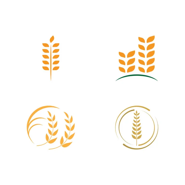 Сільське Господарство Пшениця Векторний Дизайн Значка — стоковий вектор