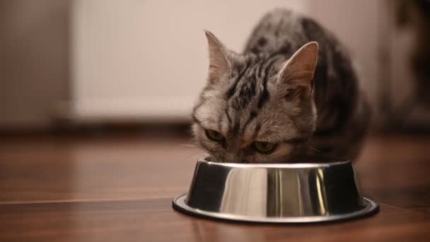灰色の子猫は皿から食べる 高品質のフルHd映像 クローズアップ — ストック動画
