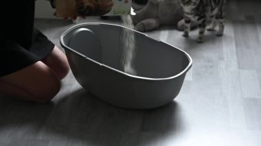 Kedi kumu kutusunun yanında kedi kumu kutusunu temizleyen küçük gri kedi yavrusu. Yüksek kaliteli FullHD görüntüler
