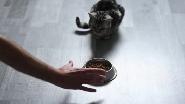男は灰色のキティを食べている 高品質のフルHd映像 — ストック動画