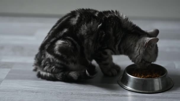 고양이 음식을 고양이 고품질 Fullhd — 비디오