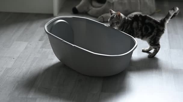 Gray Little Kitten Cat Litter Box High Quality Fullhd Footage — Stock Video