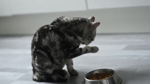 Szary Kotek Liże Się Jedzeniu Wysokiej Jakości Materiał Filmowy Fullhd — Wideo stockowe