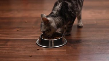 Gri kedi yavrusu tabaktan yiyor. Yüksek kaliteli FullHD görüntüler, yakın çekim, yukarıdan görünüm.