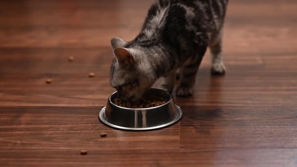 Gri Kedi Yavrusu Tabaktan Yiyor Yüksek Kaliteli Fullhd Görüntüler Yakın — Stok video