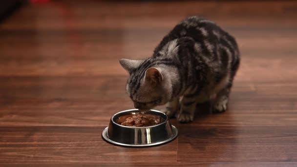 Grey Kitten Eats Plate High Quality Fullhd Footage Close View — Stock Video
