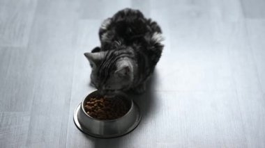 Kedi maması yiyen gri kedi yavrusu. Yüksek kaliteli FullHD görüntüler