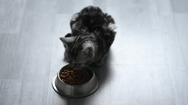 Grijs Poesje Dat Kattenvoer Eet Hoge Kwaliteit Fullhd Beeldmateriaal — Stockvideo