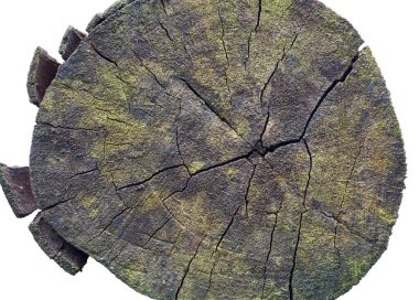 Çatlak ve yosunlu eski bir kütük yüzeyinin sonu, beyaz arka planda izole edilmiş, aşınmış ahşap dokunun çapraz kesiti, soyut duvar kağıdı