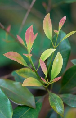 karanfil ağacı filizlerindeki pembemsi taze yaprakların yakın çekimi, seçici odak, ekonomik açıdan önemli tropikal yeşil ağacın dikey oryantasyon fotoğrafı, farklı tasarım projeleri için kopya alanı ile birlikte.