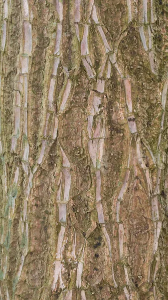 Abstraktní Textura Dracaena Houseplant Trupu Tlusté Dřevité Tropické Rostliny Trupu — Stock fotografie