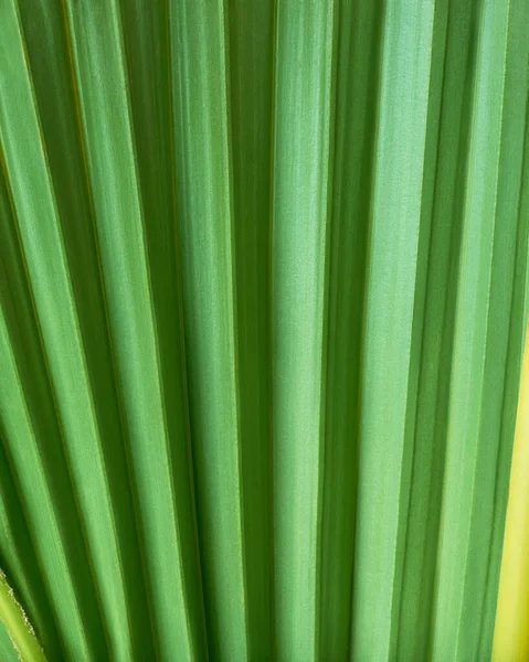 Primo Piano Sfondo Foglia Palma Verde Modello Texture Astratta Naturale — Foto Stock
