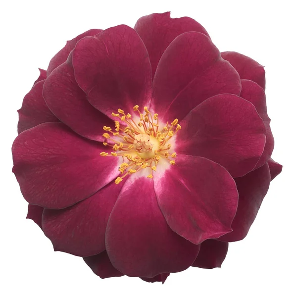 Közelkép Vörös Rózsa Virág Fej Elszigetelt Fehér Alapon — Stock Fotó