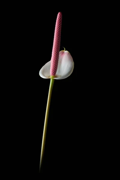 White Anthurium Flower Also Known Tail Flower Flamingo Laceleaf Flower — Stock Photo, Image