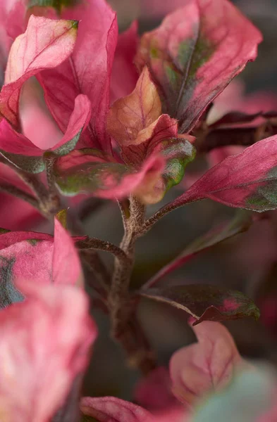 stock image close-up macro view of vivid pink and green kutsarita or joseph's coat plant leaves, selective focus in vertical orientation, pop of color to your design projects