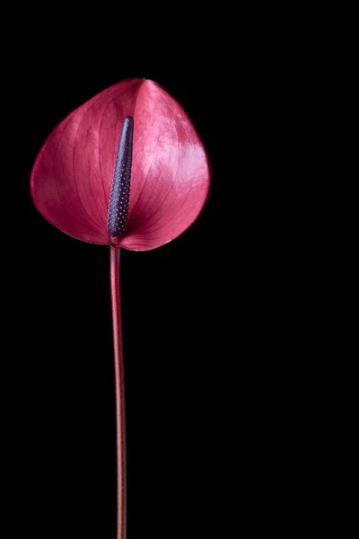 Canlı Pembe Anthurium Çiçeği Namı Diğer Kuyruk Çiçeği Flamingo Laceleaf — Stok fotoğraf