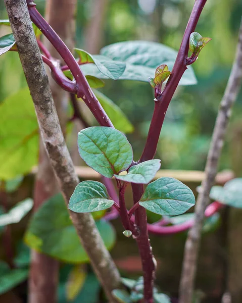 Malabar Spinazie Ceylon Spinazie Plant Tuin Basella Alba Bekend Als — Stockfoto