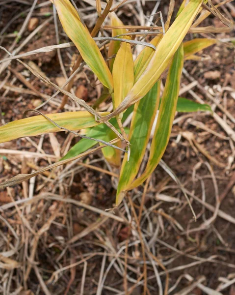 Aproape Plante Ghimbir Galben Uscat Rizom Maturizat Sau Rădăcini Gata — Fotografie, imagine de stoc