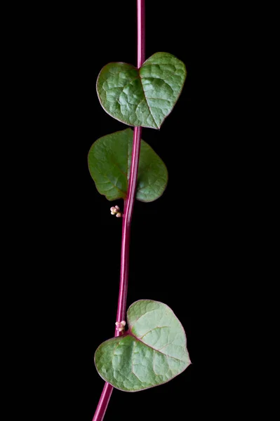 Malabarský Špenát Nebo Ceylon Špenát Horolezecká Rostlina Izolované Černém Pozadí — Stock fotografie