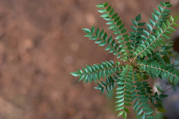 close-up of aromatic curry leaf plant outdoors in natural setting, tropical shrub valued for its fragrant leaves, used as culinary herb in south asian cuisine, soft focused background with copy space