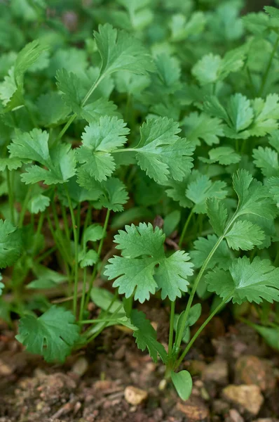 Frunze Proaspete Coriandru Creștere Într Grădină Grădiniță Plante Medicinale Populare — Fotografie, imagine de stoc