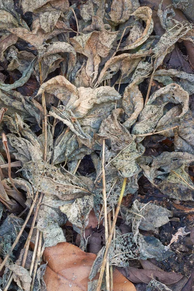 Nahaufnahme Von Getrockneten Blättern Trocknungsprozess Der Kompostierung Oder Herstellung Von — Stockfoto