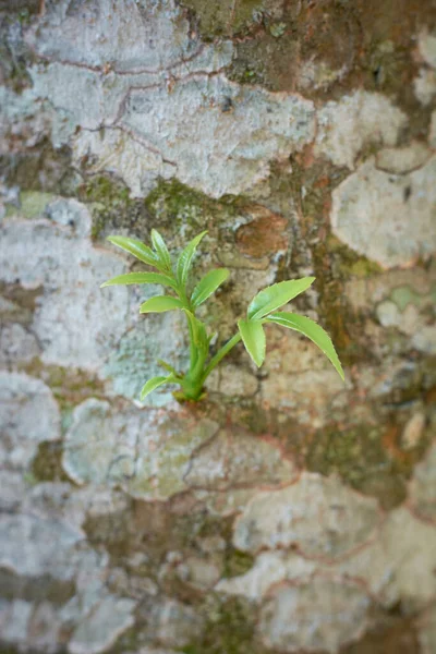 Vista Close Novas Folhas Crescem Partir Uma Casca Árvore Otários — Fotografia de Stock
