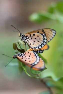 Çiftleşen tawny coster kelebek, akraea terpsicore, yavaş hareket eden, siyah benekli turuncu renk kanatlı küçük kelebek eşleşmesi, sığ bir alanda metin için alan derinliği