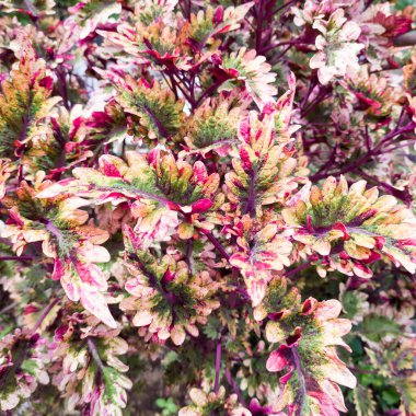 Renkli bitki yapraklarının soyut arkaplanı, sığ alan derinliği, pembe ve kırmızımsı ton doğal duvar kağıdı veya arkaplan