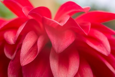 Bulanık kırmızı çiçek yaprakları, doğal arka plan soyut, duvar kağıdı, yakın plan görüntüsü sığ alan derinliği