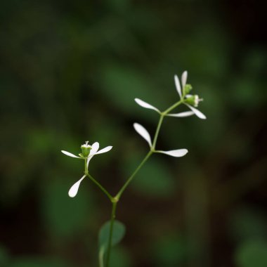 Euphobia hip hop çiçeklerinin yakın çekimi, süslemeli küçük beyaz çiçekler, yumuşak odaklı arka plan