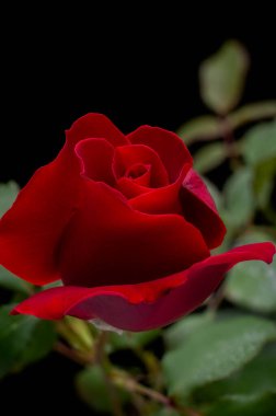 Beyaz arka plan üzerinde izole yaprakları ile taze kırmızı gül