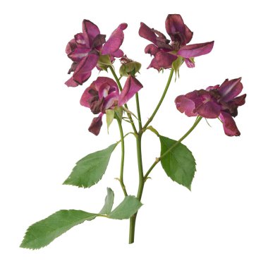 Beyaz arka planda solmuş kırmızı güller, solmuş çiçekler.